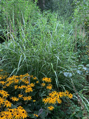 Chinaschilf - Miscanthus sinensis Zebrinus | Gräserwelten Bambus & Gräser